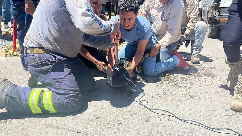 Cocodrilo en Medellín de Bravo